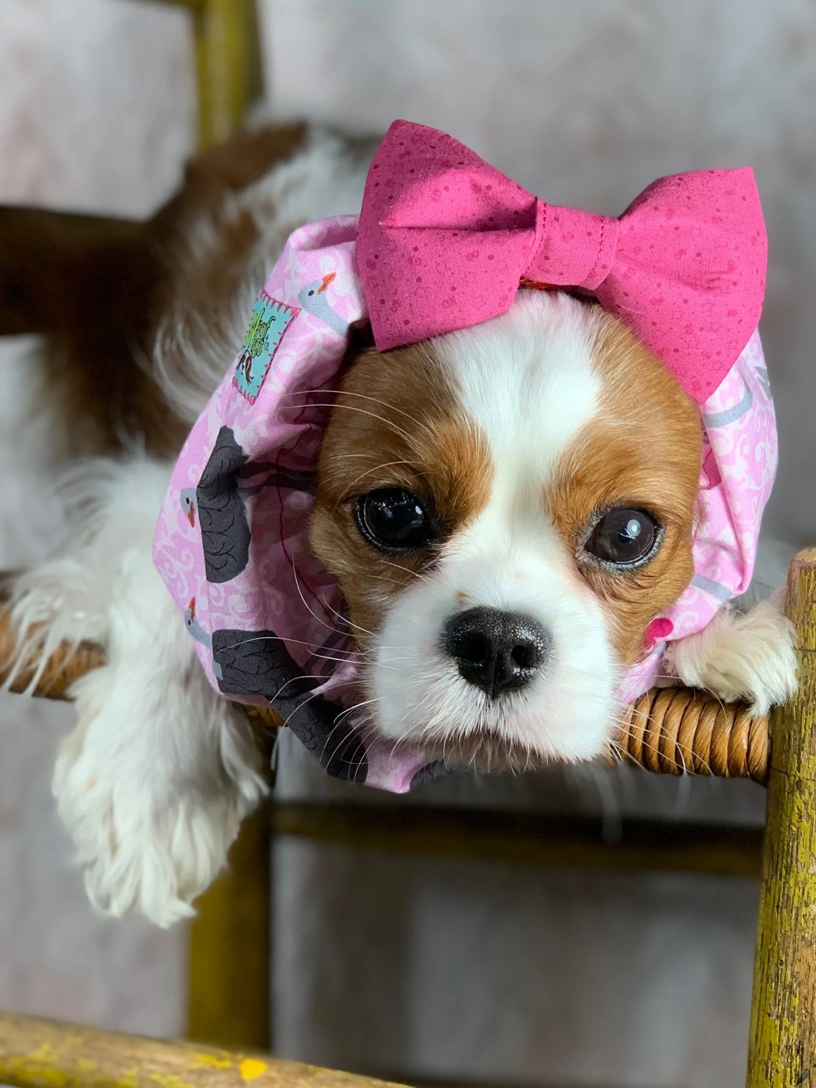 Valentine Adjustble Dog Snoods — Woof Wags + Co. -- Adjustable Dog